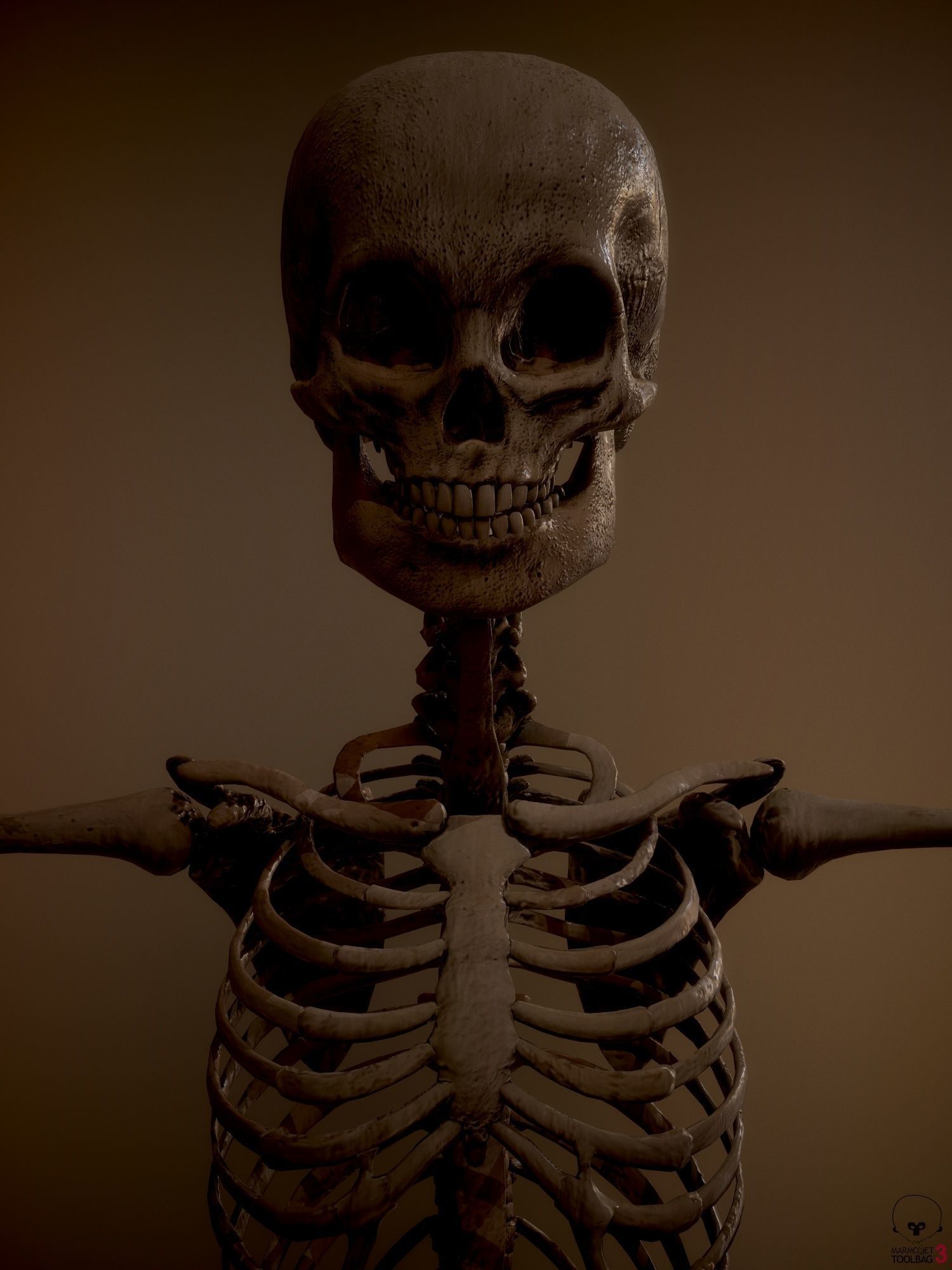 Skeleton  kid and adolescents Low-poly 3D model_6