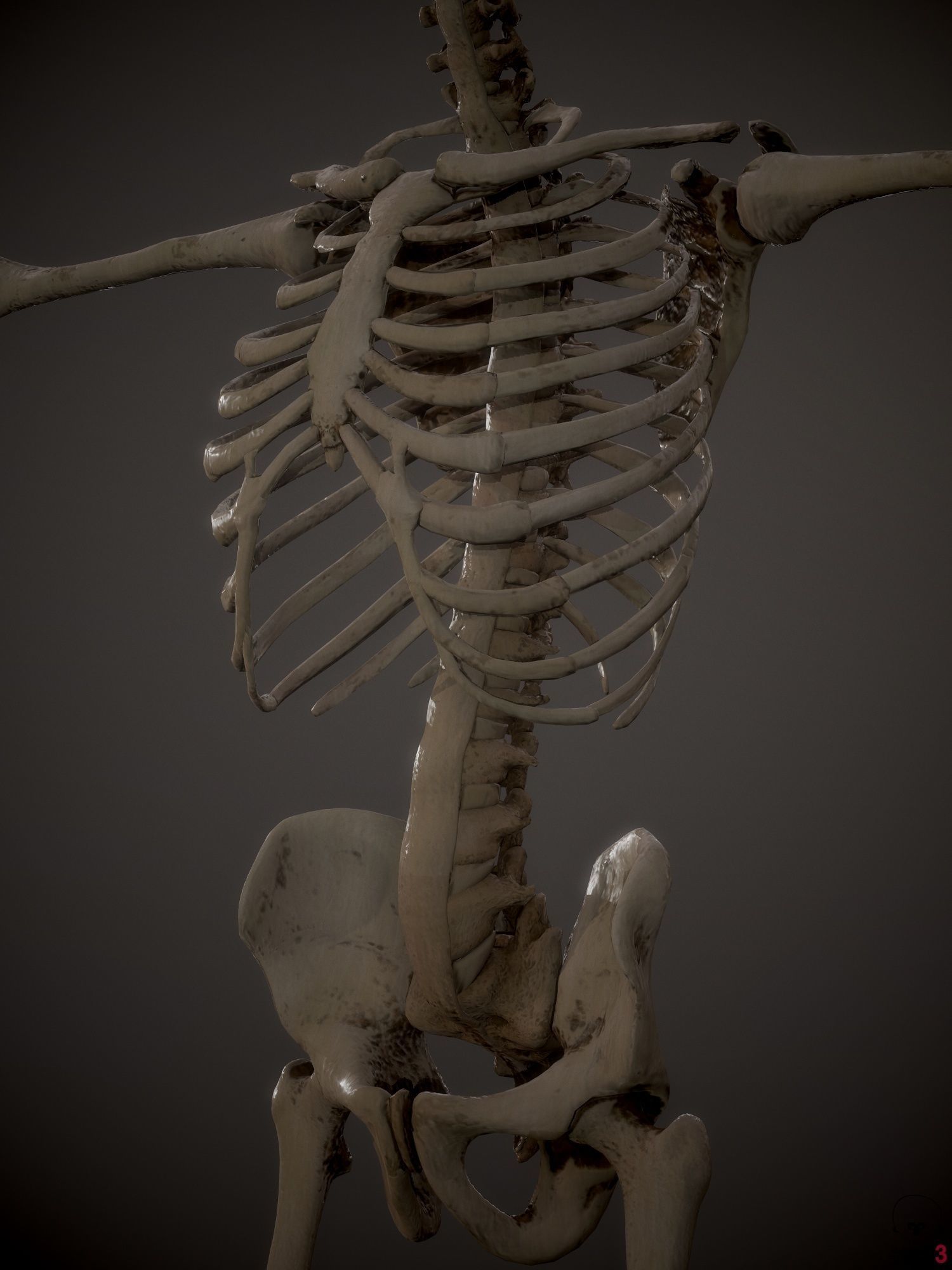 Skeleton  kid and adolescents Low-poly 3D model_3