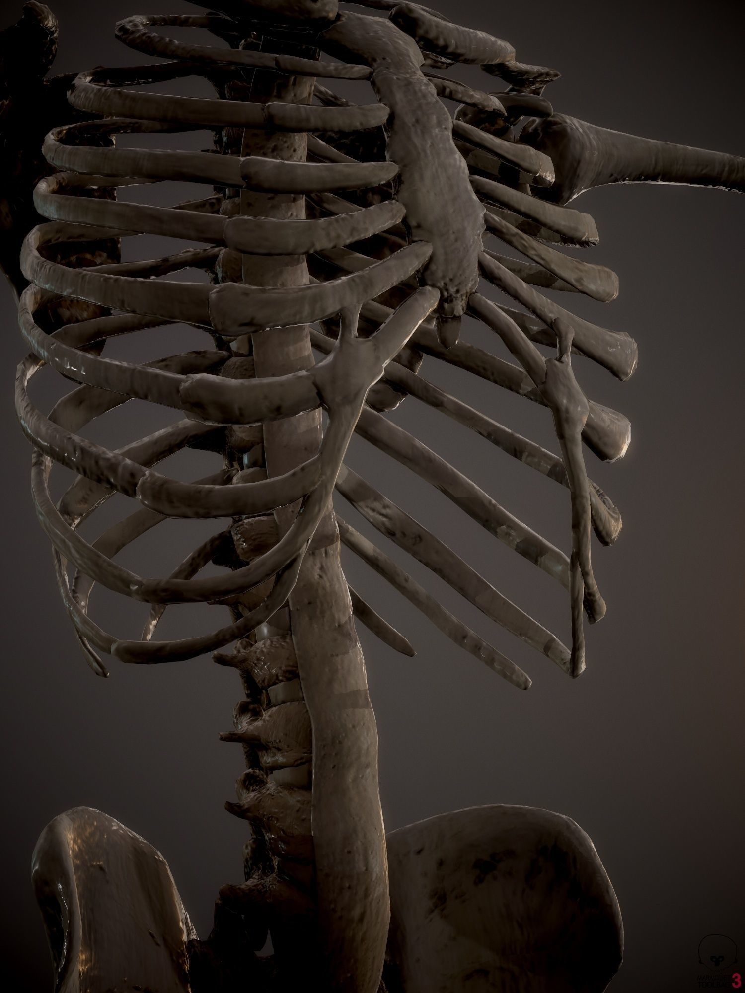 Skeleton  kid and adolescents Low-poly 3D model_4