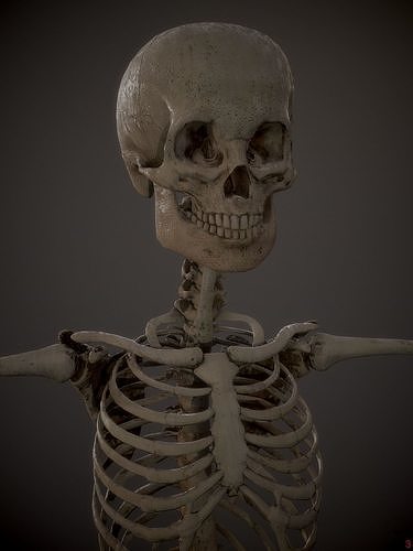 Skeleton  kid and adolescents Low-poly 3D model