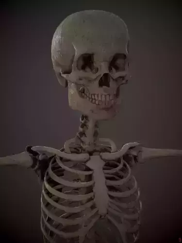 Skeleton  kid and adolescents Low-poly 3D model
