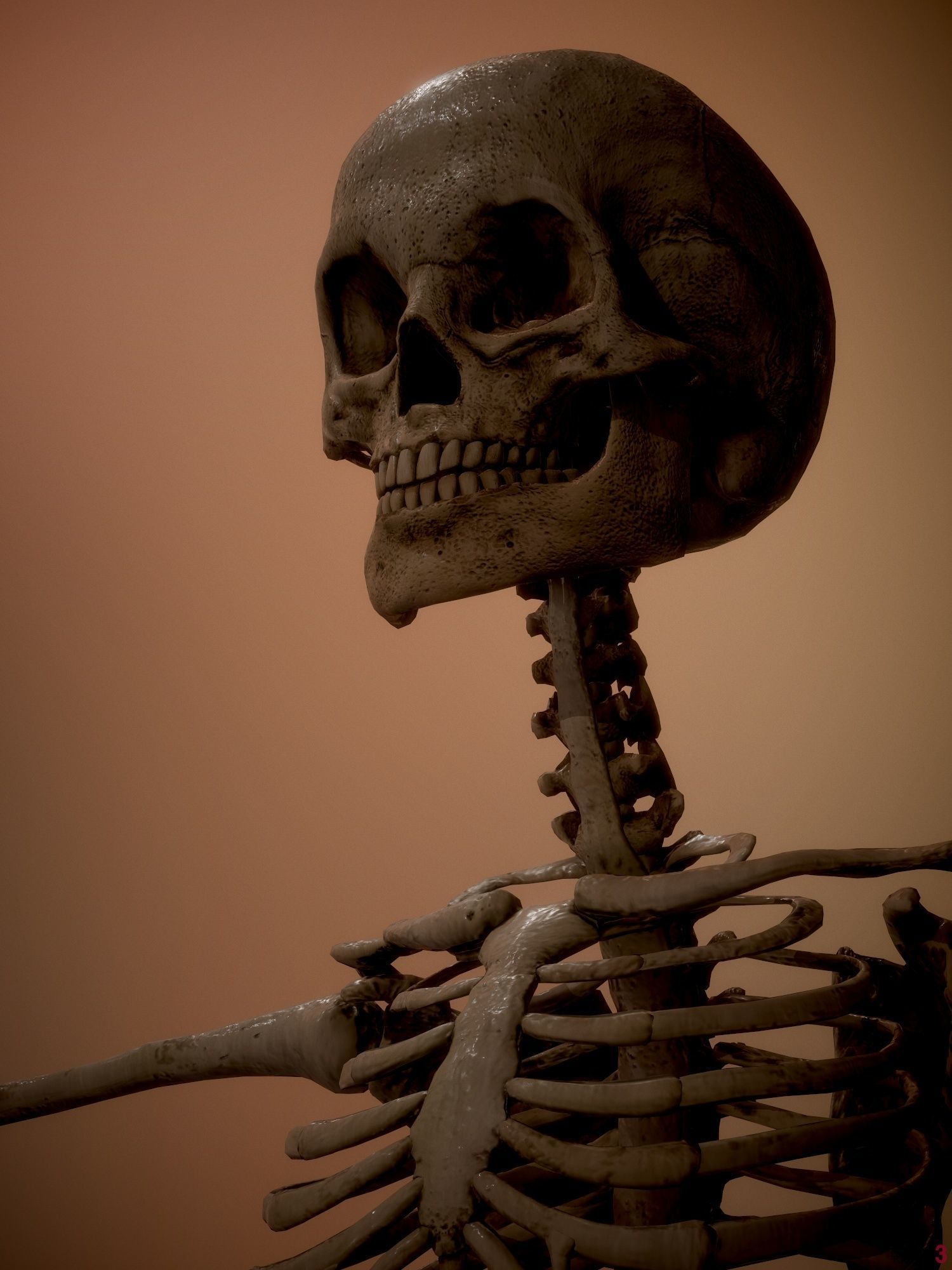 Skeleton  kid and adolescents Low-poly 3D model_7