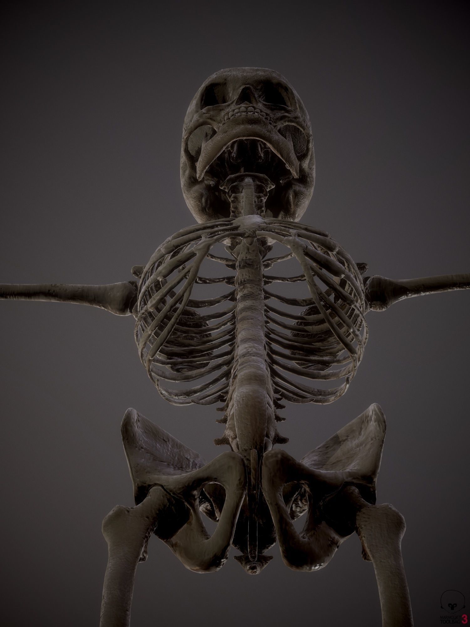 Skeleton  kid and adolescents Low-poly 3D model_5