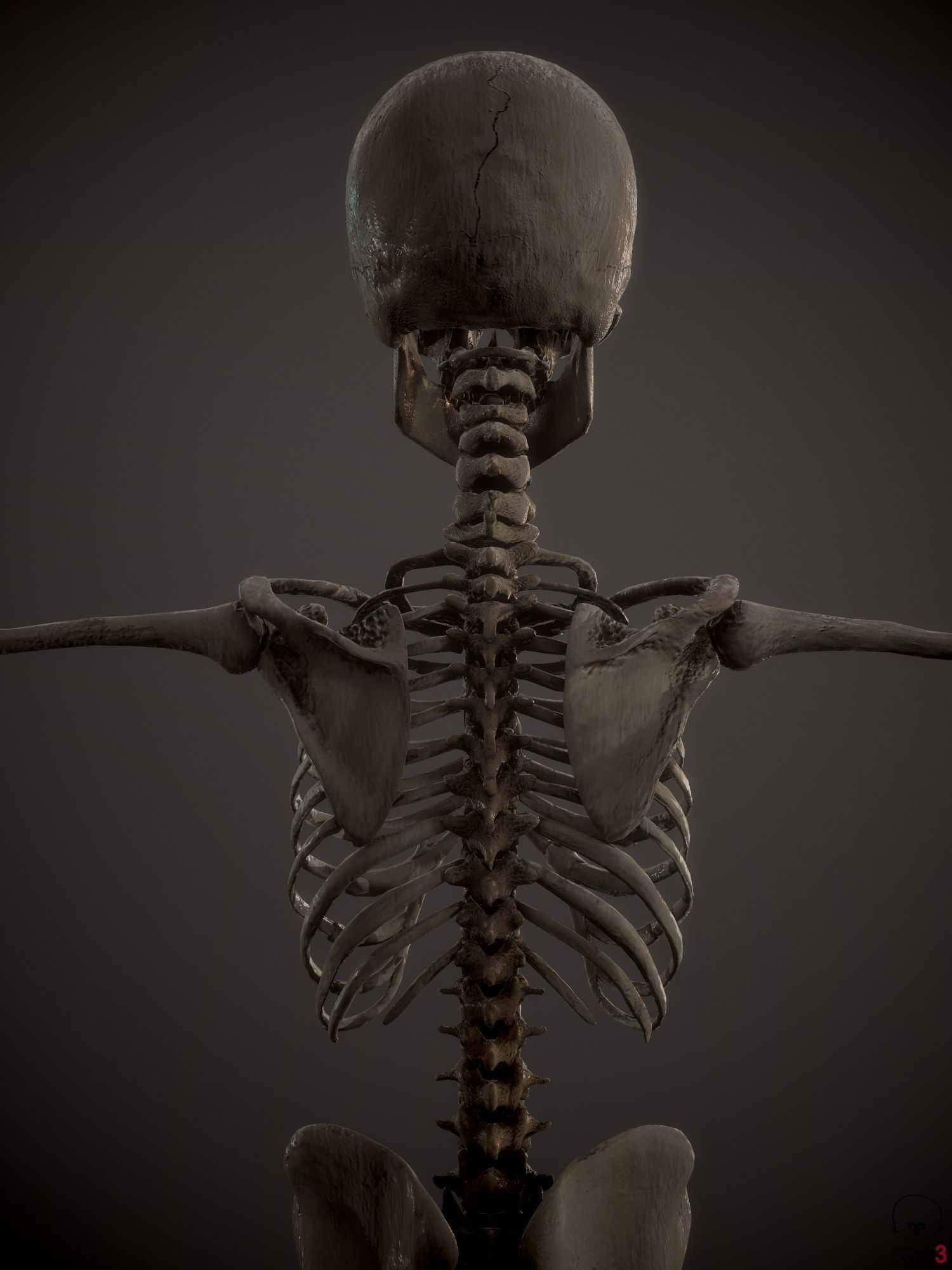 Skeleton  kid and adolescents Low-poly 3D model_2