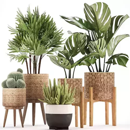 Collection of Exotic Plants in baskets and monstera pots 3D model