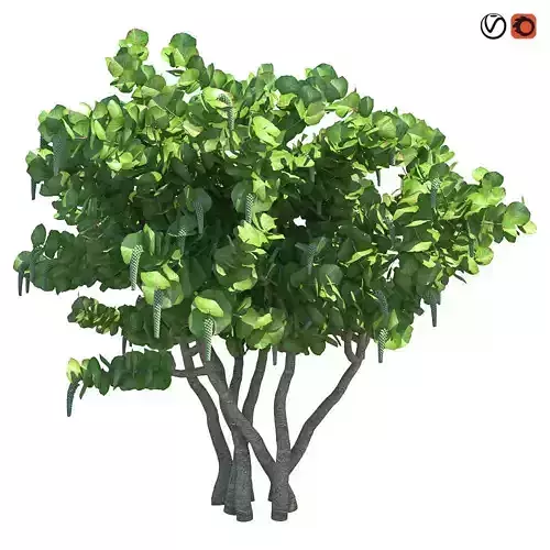 Seagrape Coccoloba uvifera 3D model