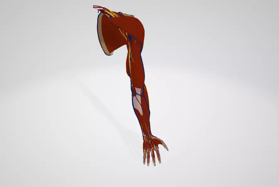 human arm 3D print model_0