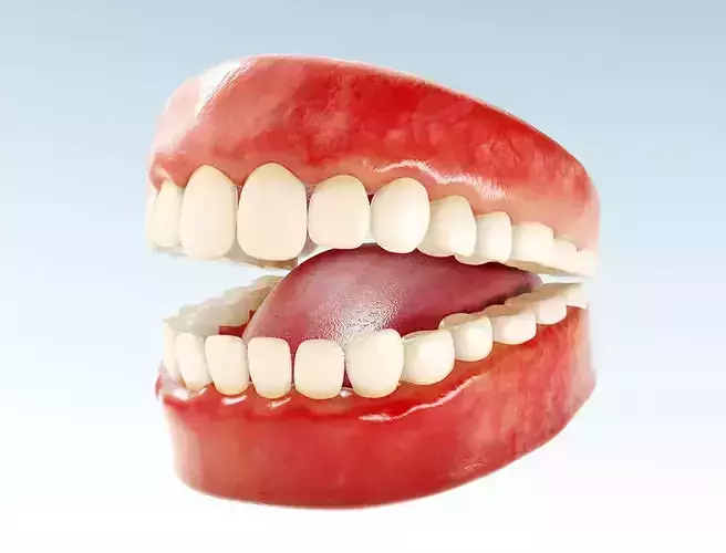 Realistic human Teeth - Mouth for character Low-poly 3D model Low-poly 3D model