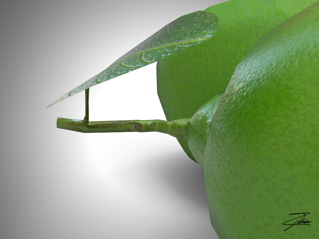 Lime fruit Low-poly 3D model_4