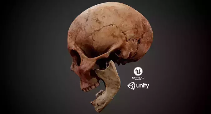  Real Human Skull Low-poly 3D model