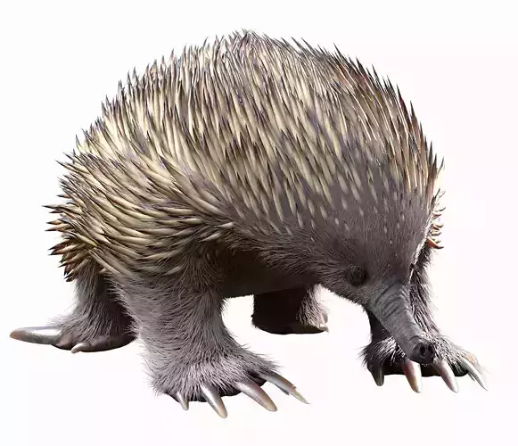 Tachyglossus aculeatus Static