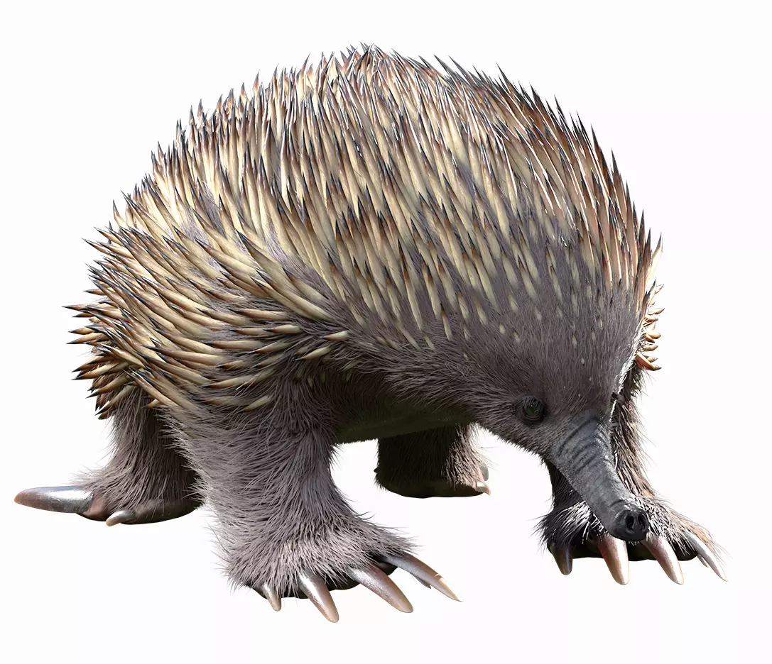 Tachyglossus aculeatus Static 3D model