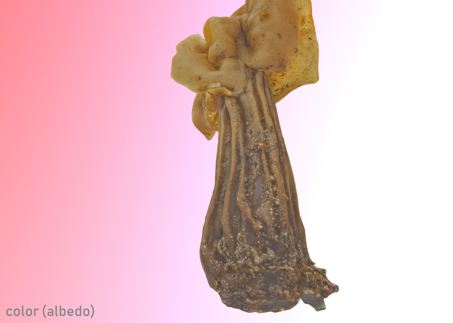 Helvella crispa aka white saddle mushroom 3D model_21
