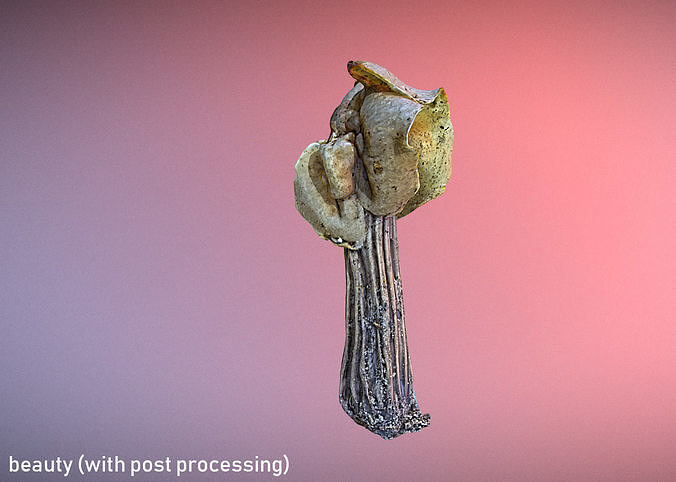Helvella crispa aka white saddle mushroom 3D model 7