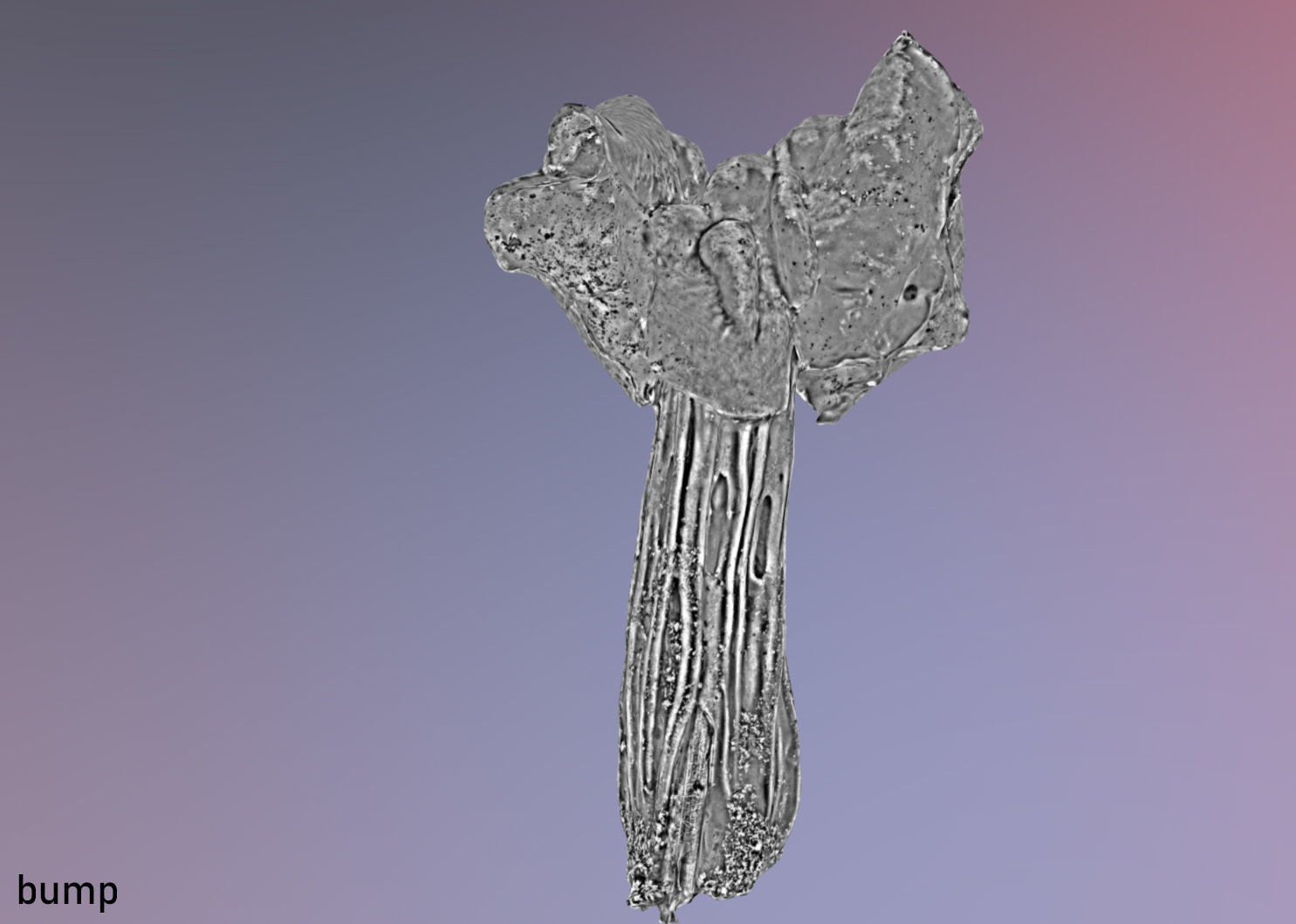 Helvella crispa aka white saddle mushroom 3D model_27