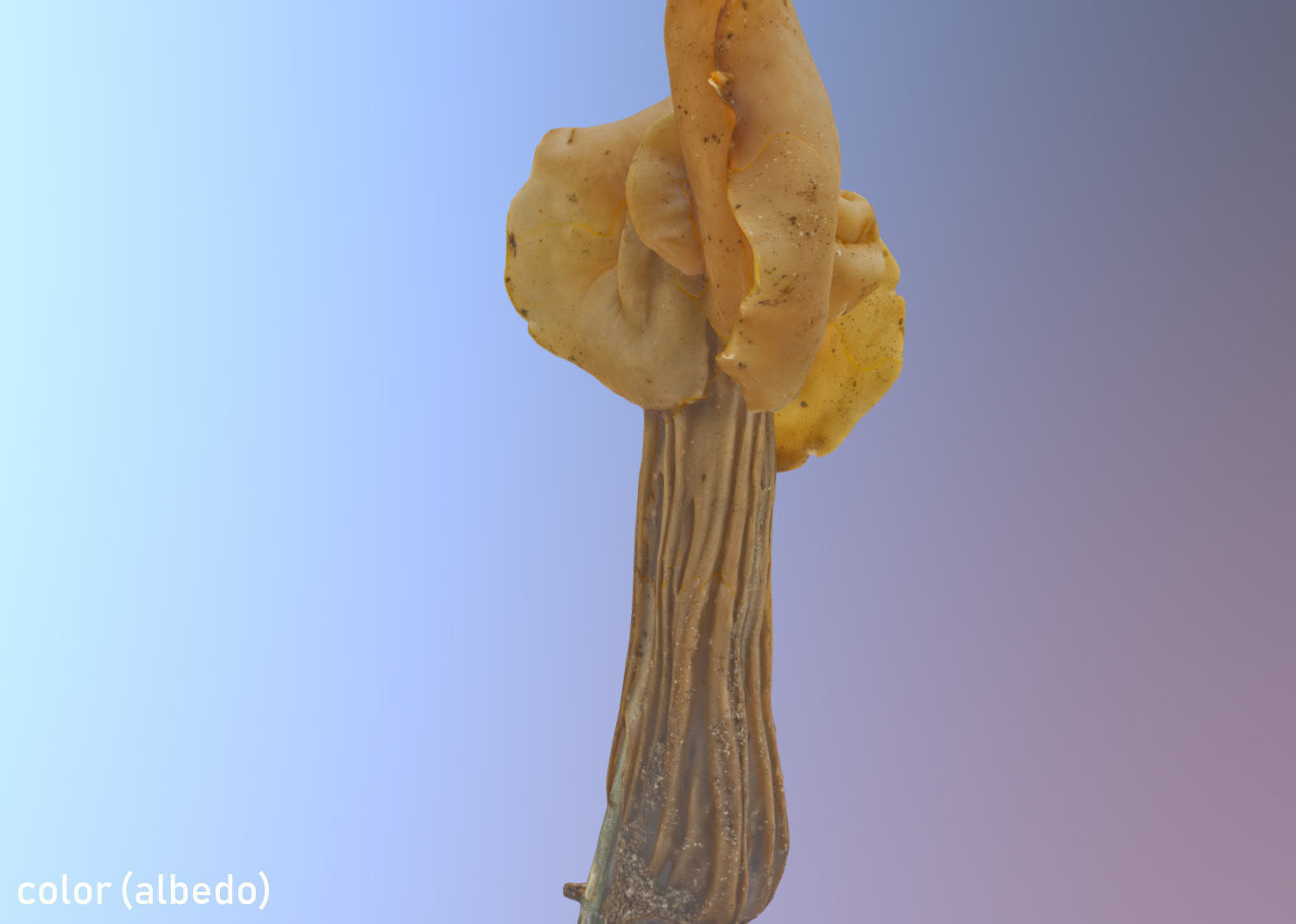Helvella crispa aka white saddle mushroom 3D model_18