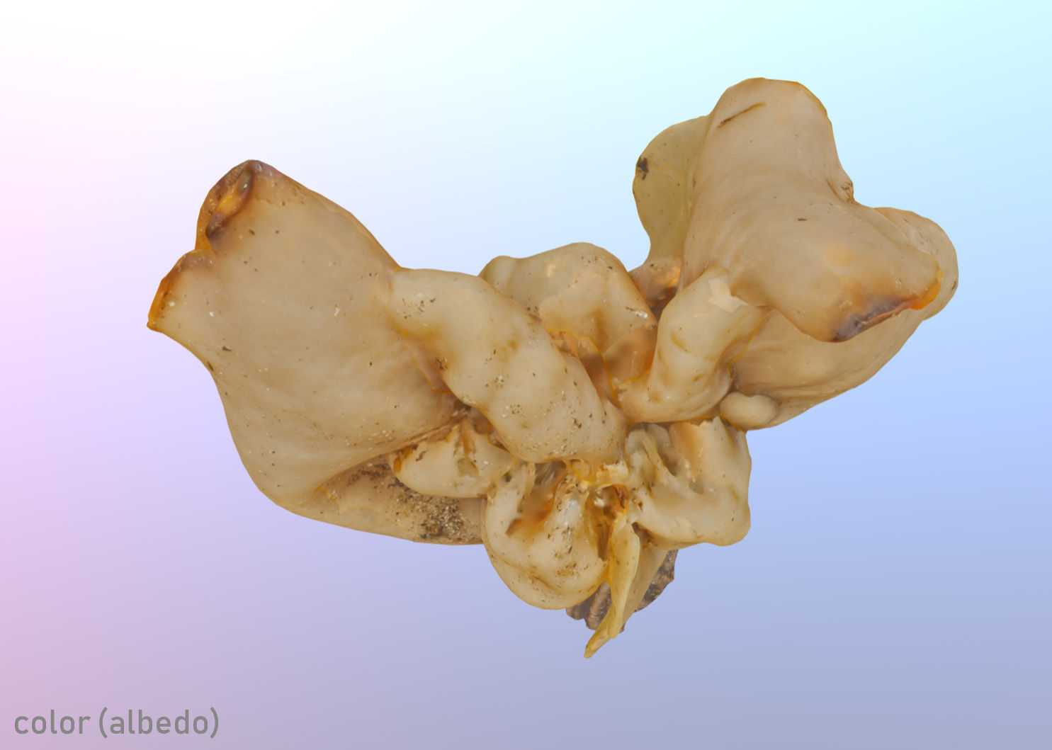 Helvella crispa aka white saddle mushroom 3D model_20