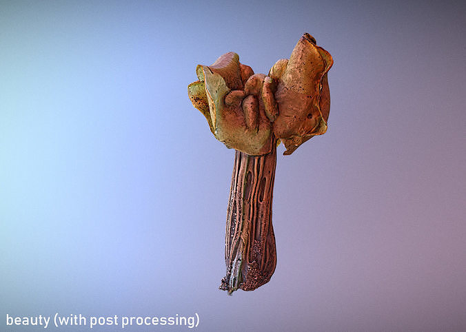 Helvella crispa aka white saddle mushroom 3D model 2