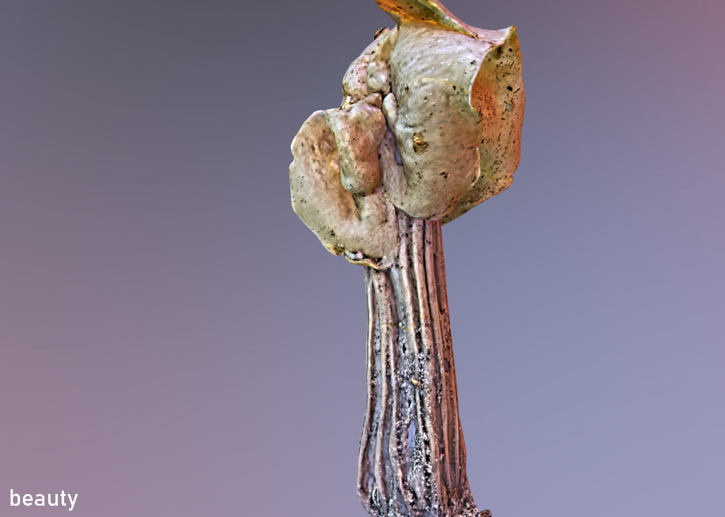 Helvella crispa aka white saddle mushroom 3D model_15