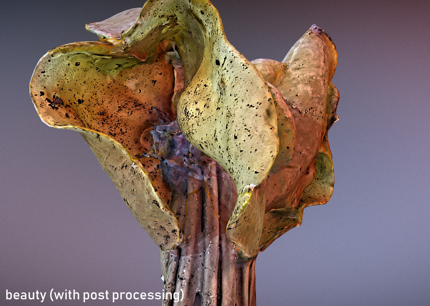 Helvella crispa aka white saddle mushroom 3D model_11