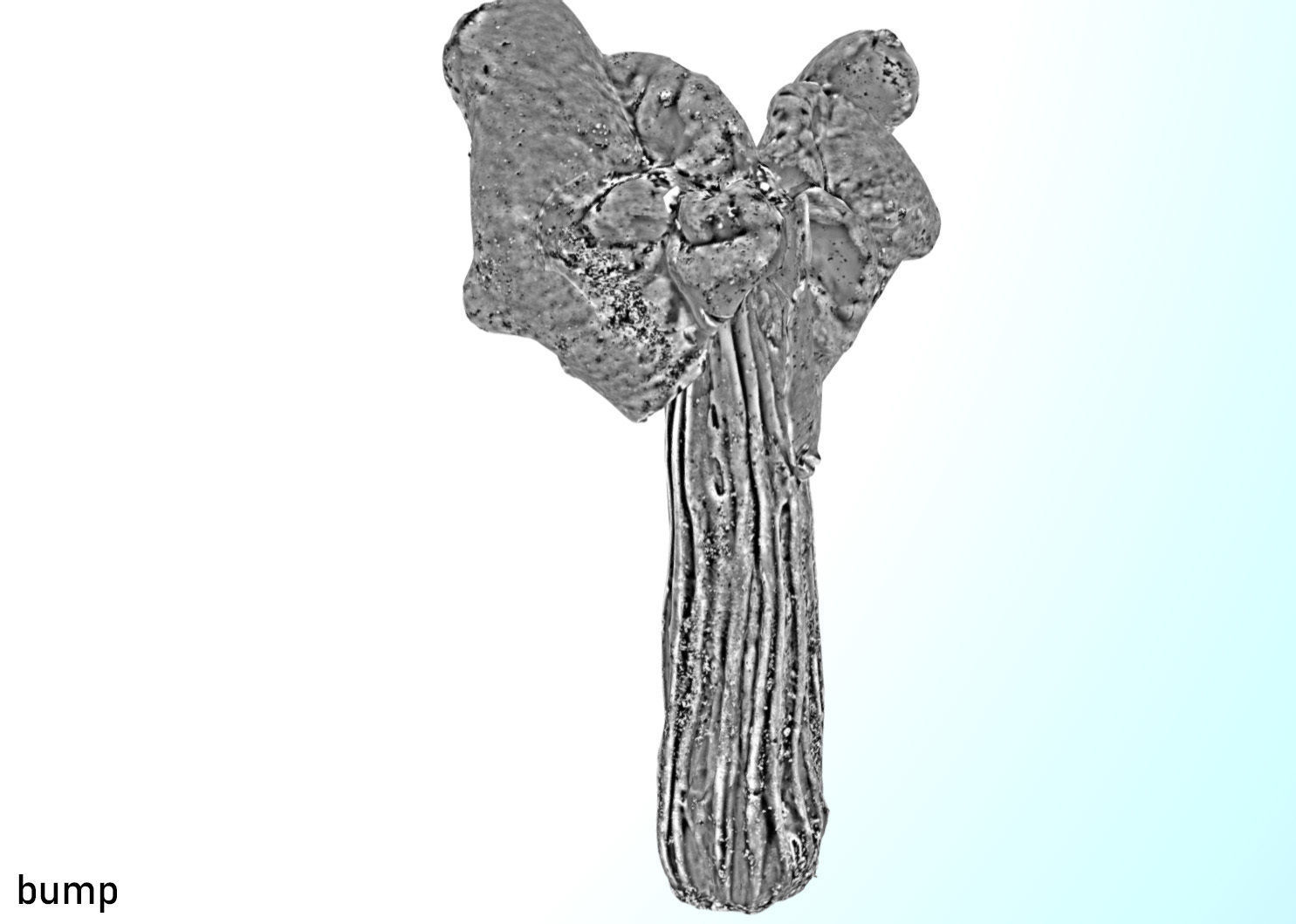 Helvella crispa aka white saddle mushroom 3D model_29