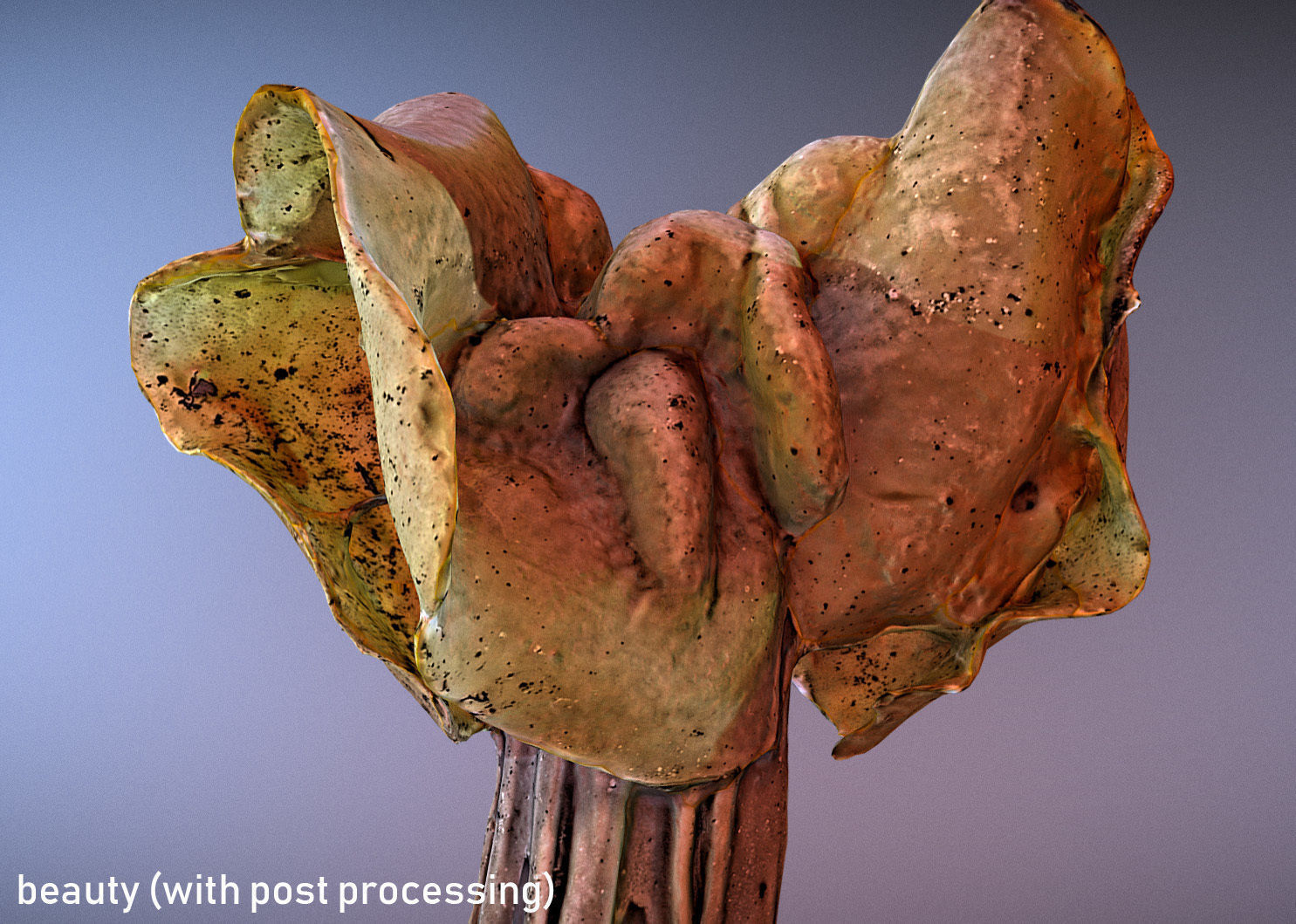 Helvella crispa aka white saddle mushroom 3D model_10