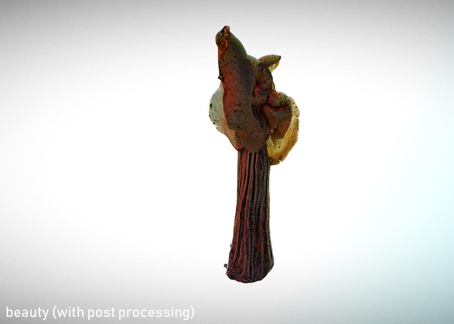Helvella crispa aka white saddle mushroom 3D model_4