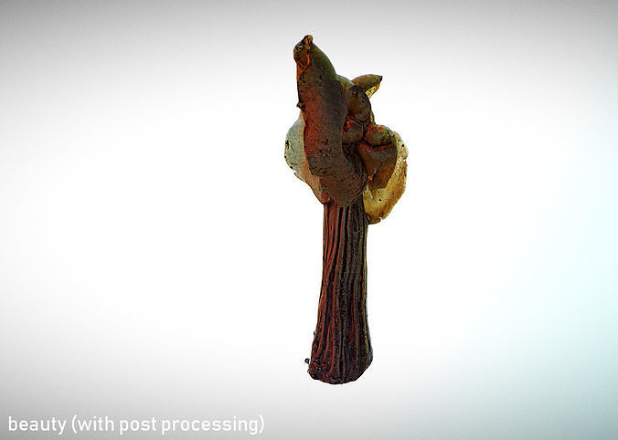 Helvella crispa aka white saddle mushroom 3D model 4