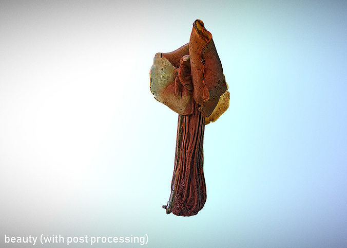 Helvella crispa aka white saddle mushroom 3D model 3