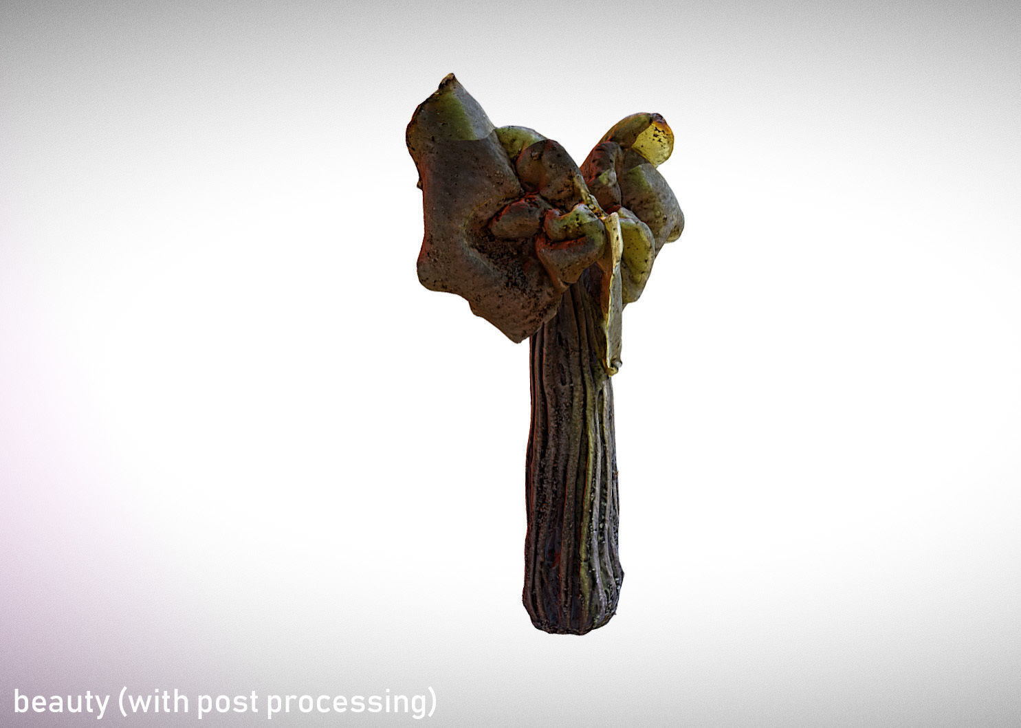 Helvella crispa aka white saddle mushroom 3D model_5