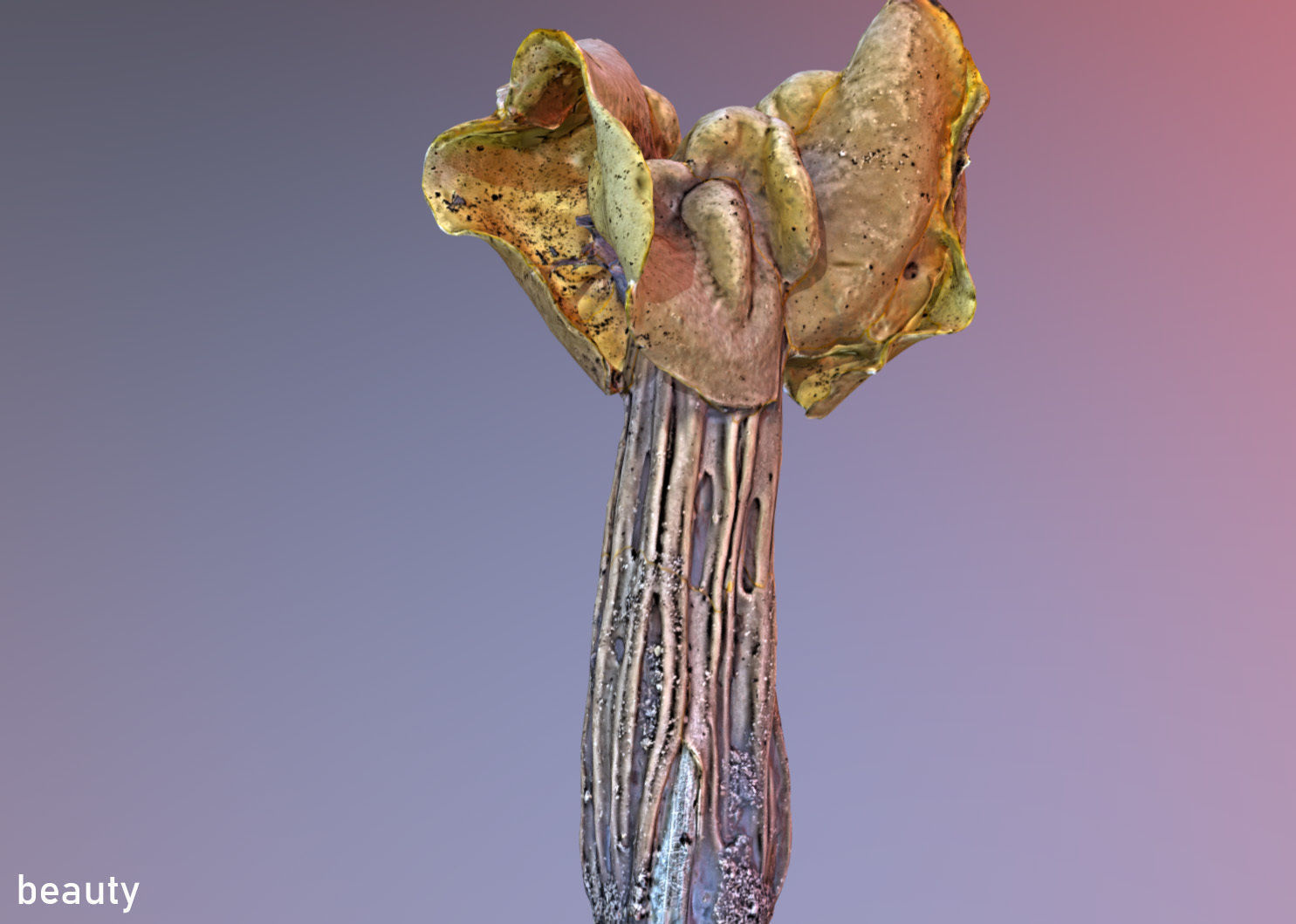 Helvella crispa aka white saddle mushroom 3D model_16