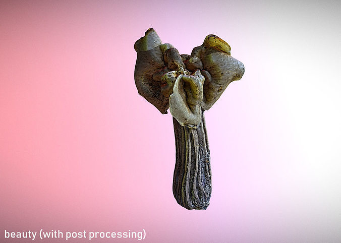Helvella crispa aka white saddle mushroom 3D model 6