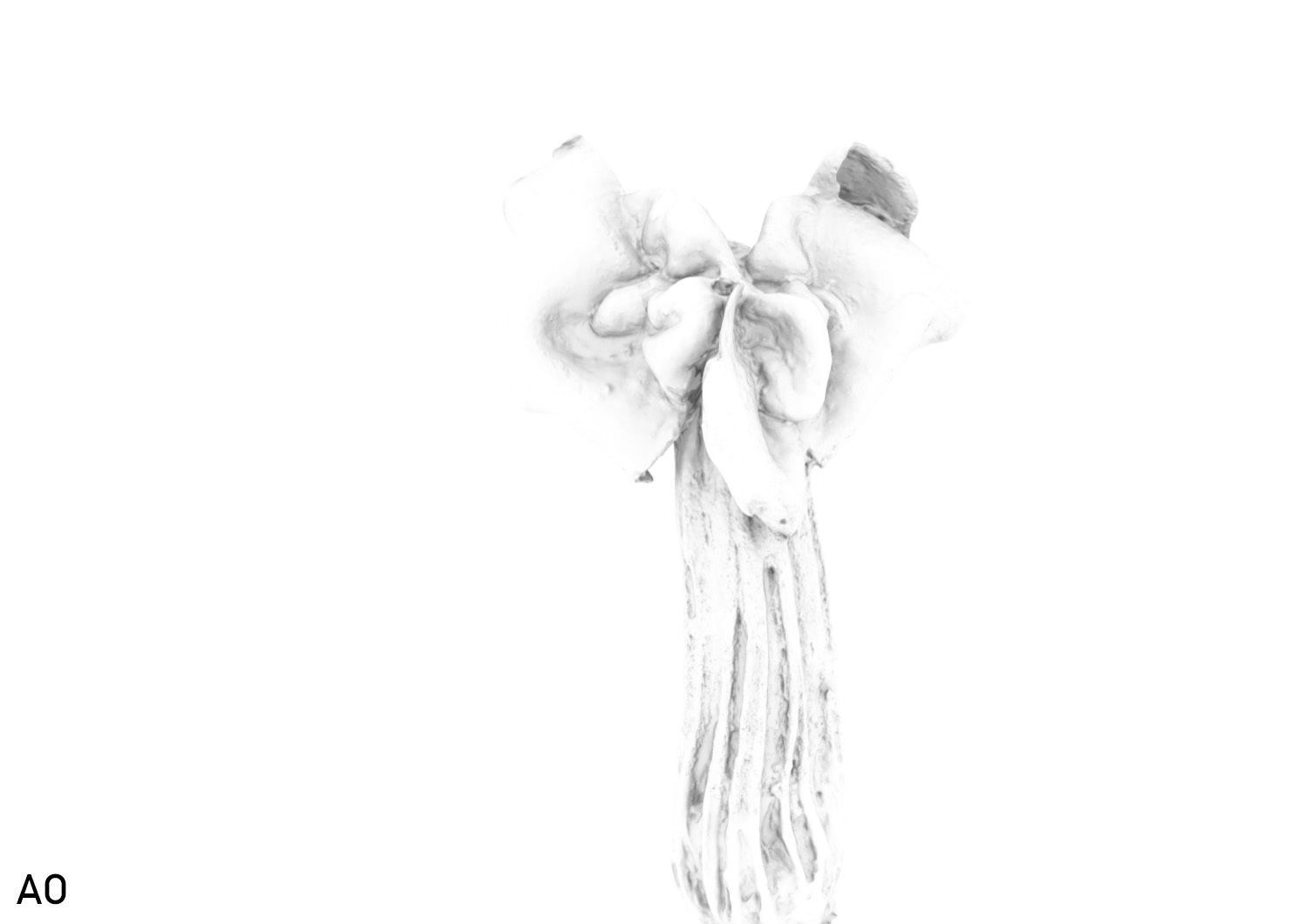 Helvella crispa aka white saddle mushroom 3D model_25