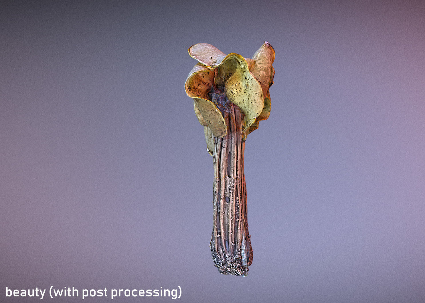 Helvella crispa aka white saddle mushroom 3D model_8