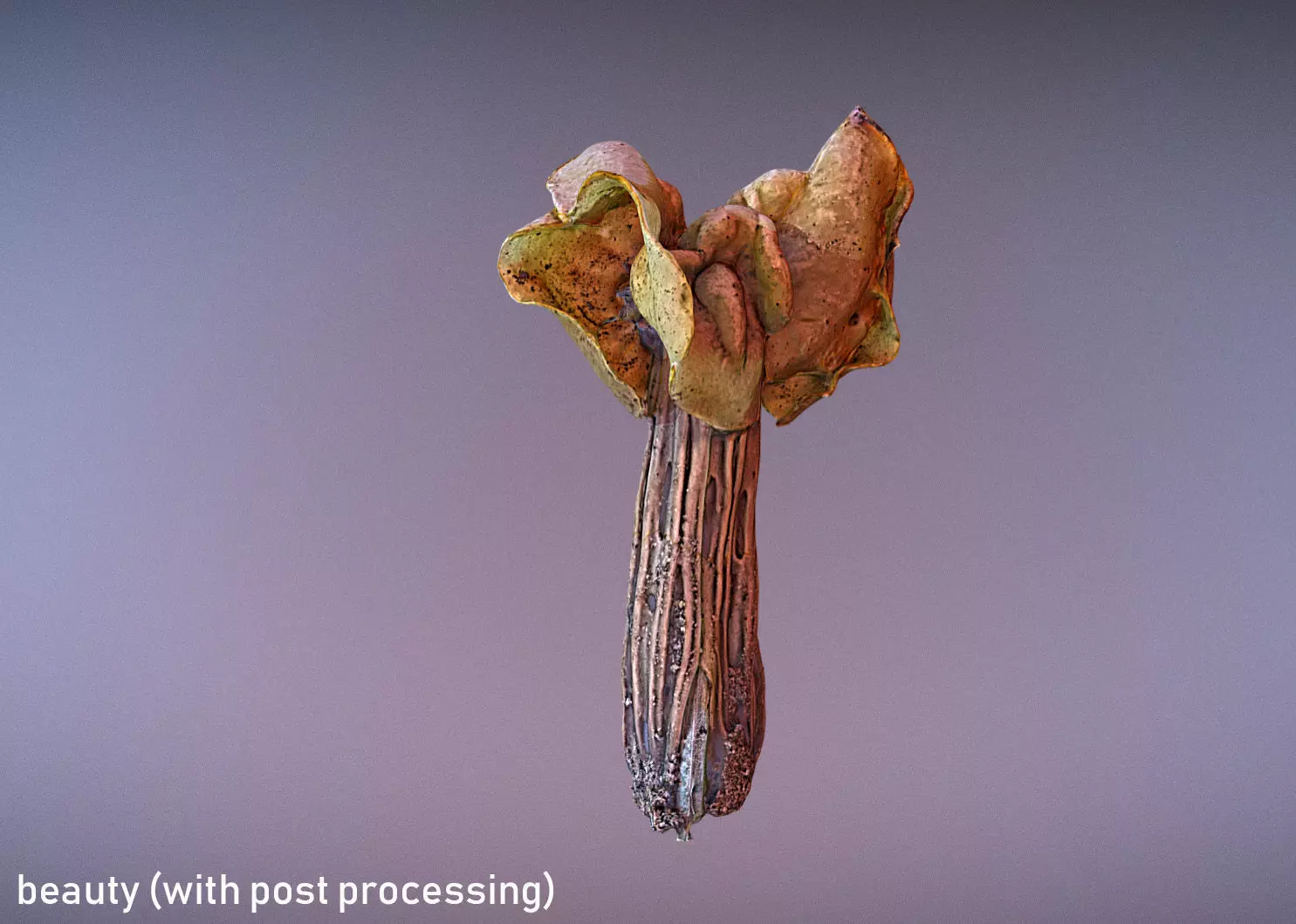 Helvella crispa aka white saddle mushroom 3D model_0