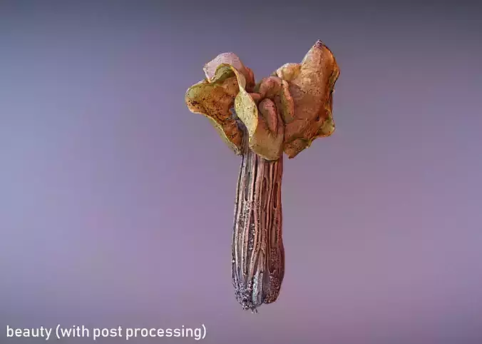 Helvella crispa aka white saddle mushroom 3D model