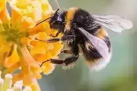 Free bee model- first attempt Free 3D model