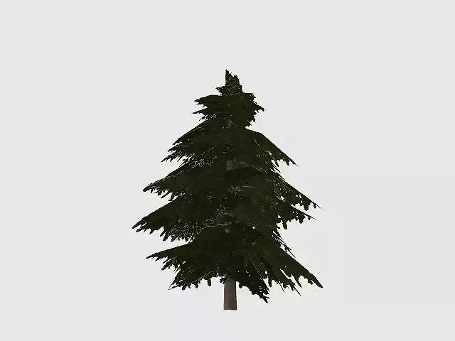 Pine tree