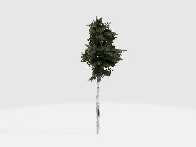 Birch tree fan Free low-poly 3D model