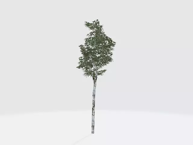 Birch tree Free low-poly 3D model