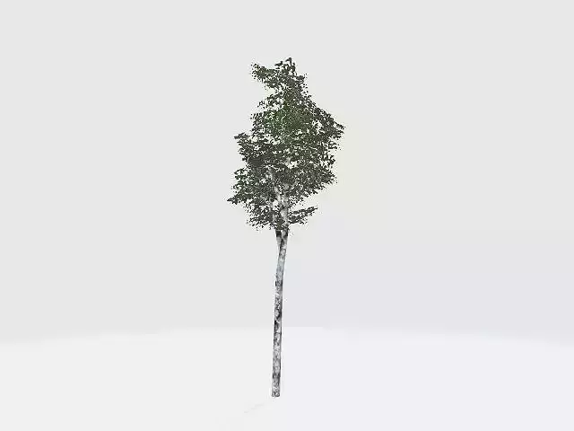 Birch tree