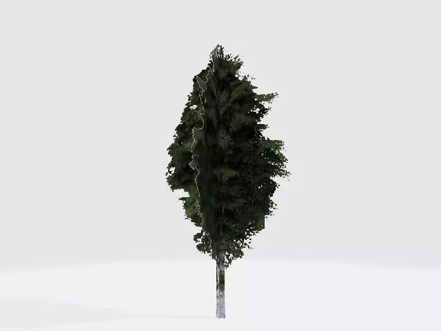 Birch tree fan Free low-poly 3D model