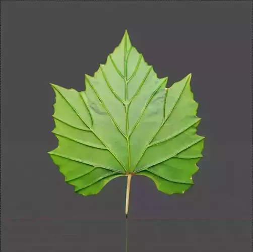 Grape leaf  3D model