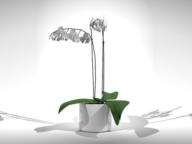Orchid blanc 3D model