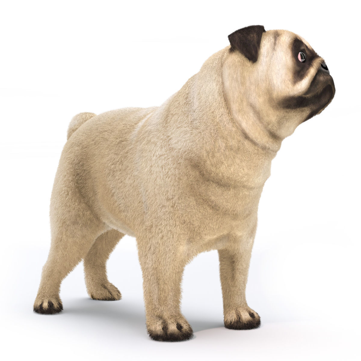 Pug 2 3D model_3