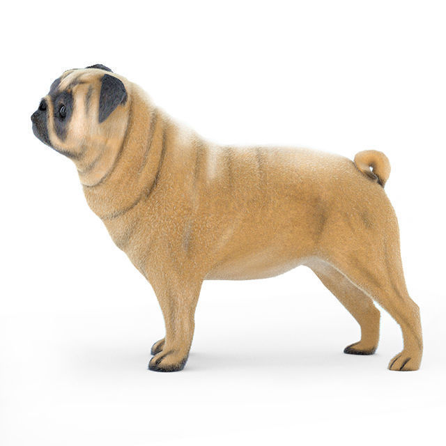 Pug 2 3D model_2