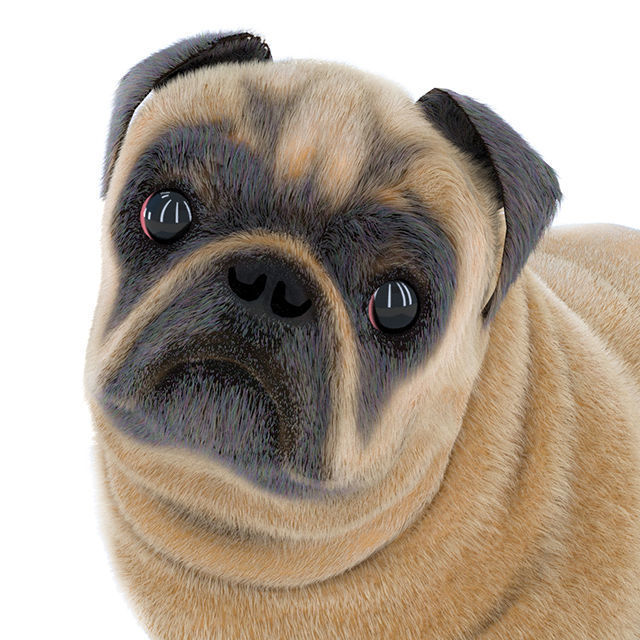 Pug 2 3D model_4