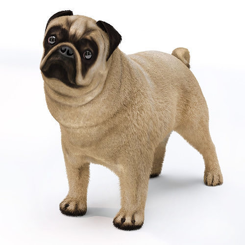 Pug 2 3D model