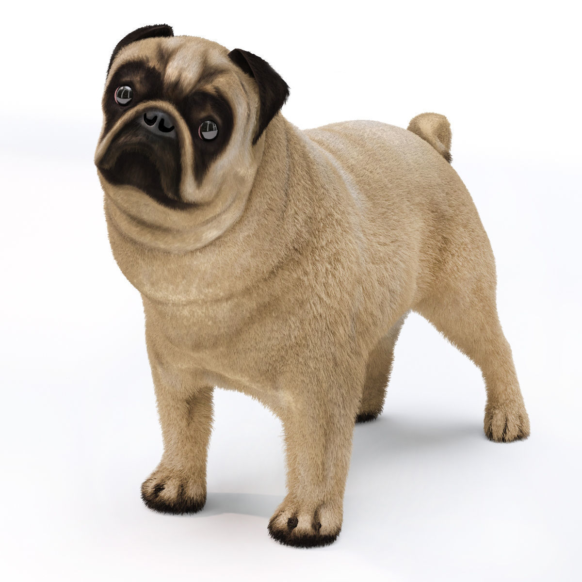 Pug 2 3D model_0