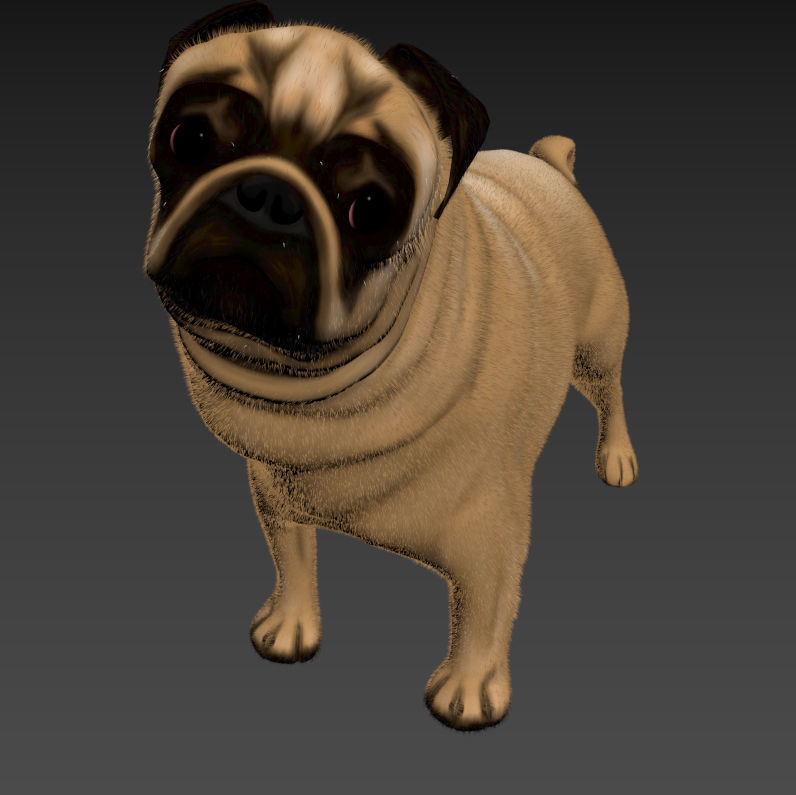 Pug 2 3D model_5